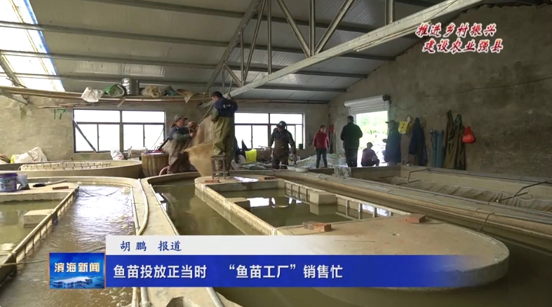 【推進(jìn)鄉(xiāng)村振興?建設(shè)農(nóng)業(yè)強(qiáng)縣】魚(yú)苗投放正當(dāng)