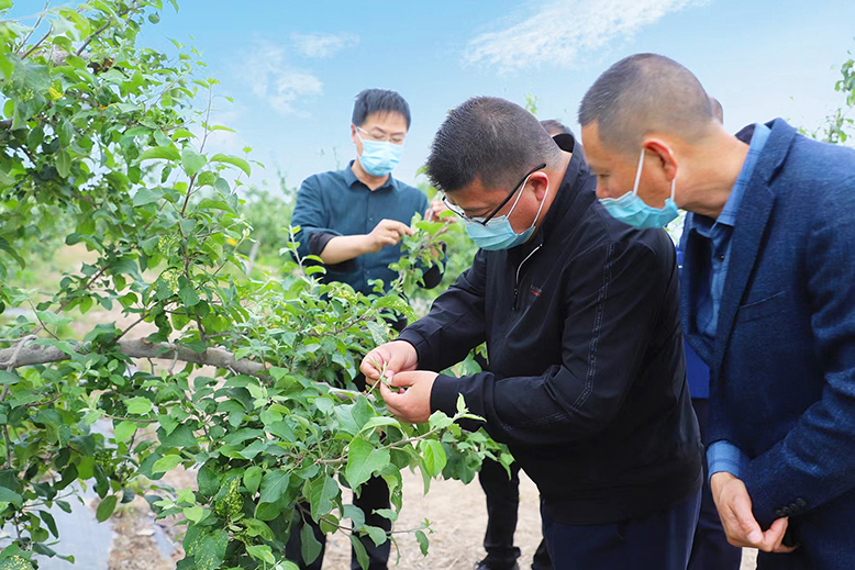 縣植物保護站技術(shù)人員向村民講解果樹綠色防控措施