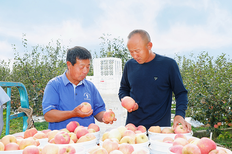 縣農(nóng)業(yè)園田園墨歌綠色生態(tài)果園蘋果迎來(lái)采摘季